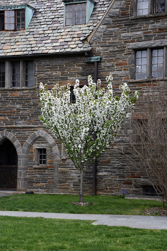 Adirondack Crabapple for Sale | NH, MA & ME – Pro Growers of New