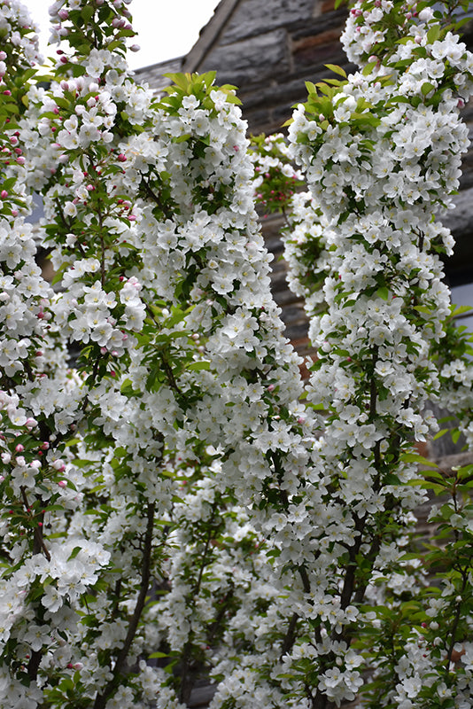 Adirondack Flowering Crab