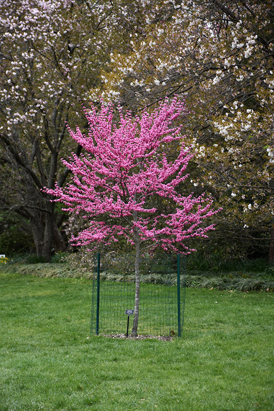 Appalachian-Red-Redbud