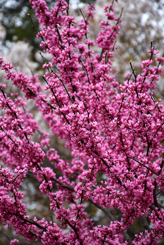 Appalachian Red Redbud