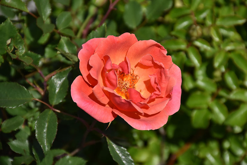 Coral-Knock-Out®-Rose