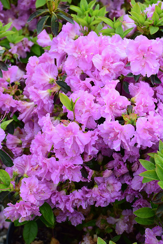 Elsie-Lee-Azalea