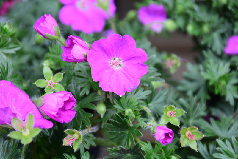 Max Frei Cranesbill (#2)
