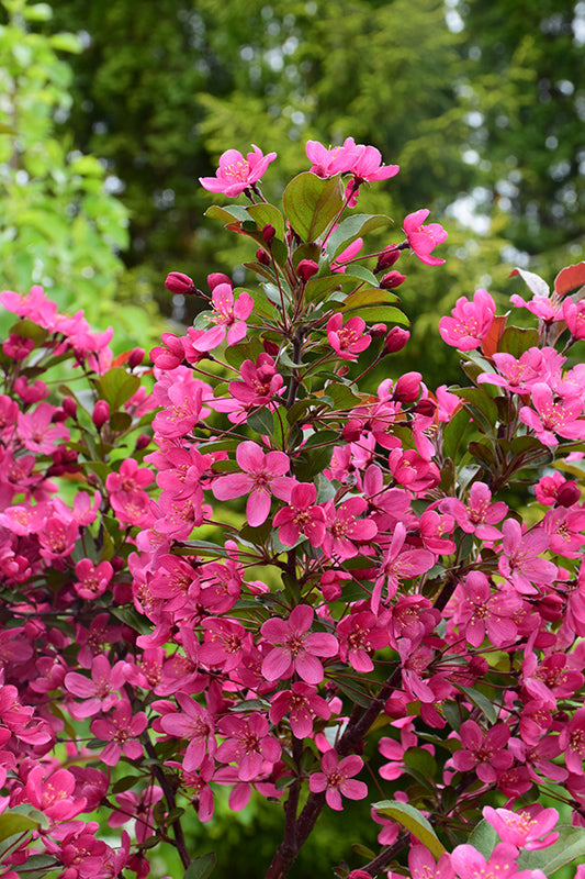 Purple Prince Crabapple