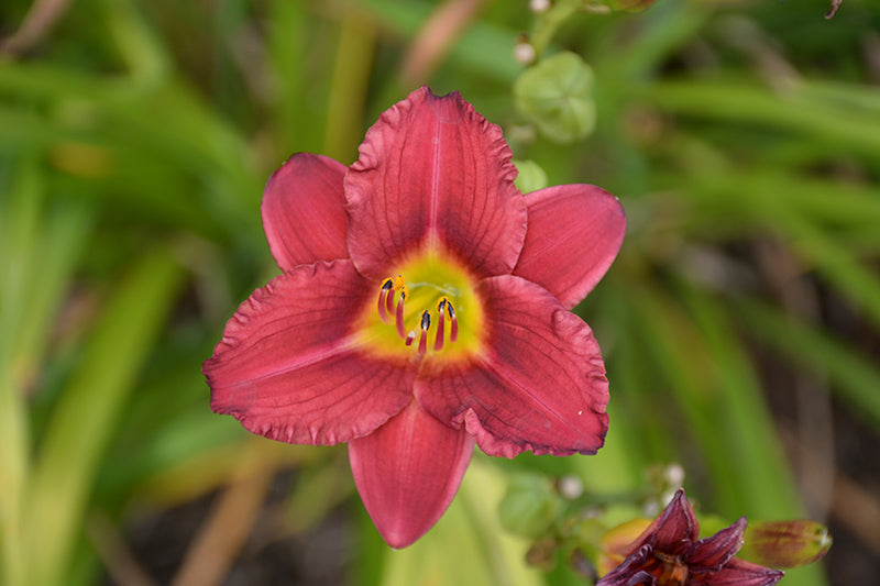 Pardon-Me-Daylily