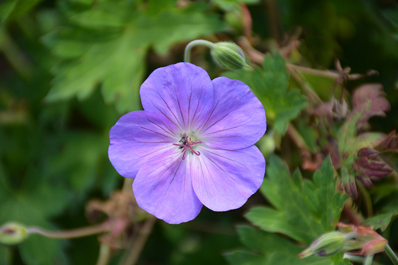 Rozanne Cranesbill