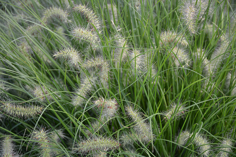 Little-Bunny-Dwarf-Fountain-Grass-2