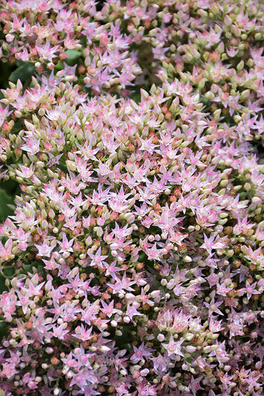 Rock 'N Round Pure Joy Stonecrop (#1)