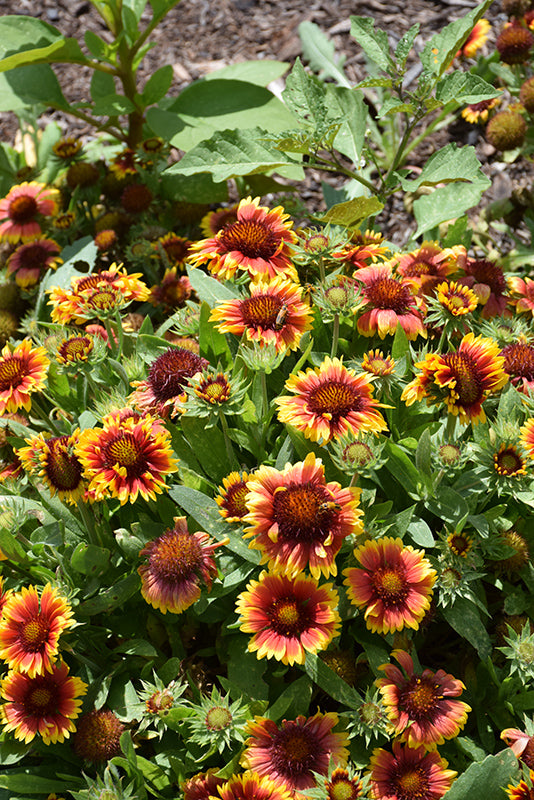 Arizona-Sun-Blanket-Flower-(#1)