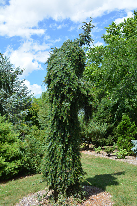 Bruns-Weeping-Serbian-Spruce