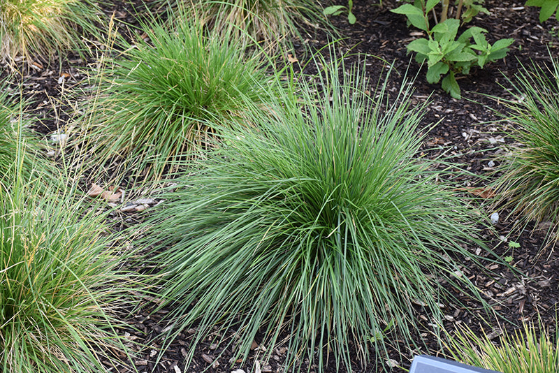 Tufted Hair Grass