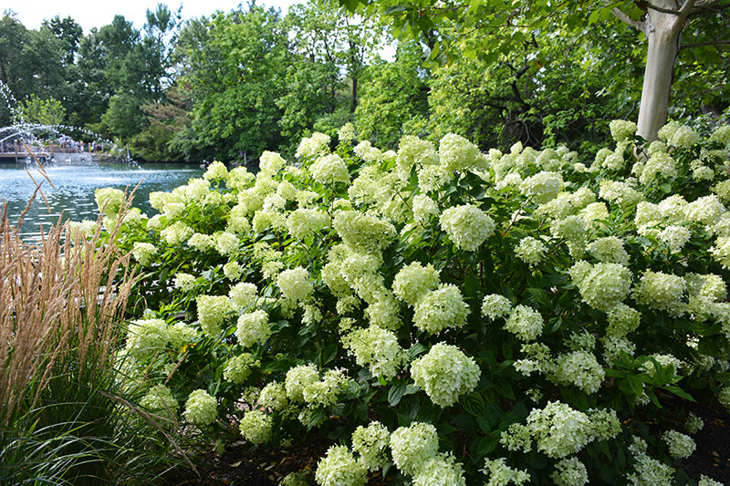 Little-Lime®-Hydrangea-(Standard-Tree-Form)