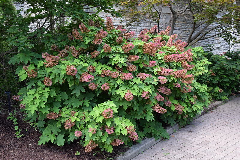 Ruby-Slippers-Hydrangea