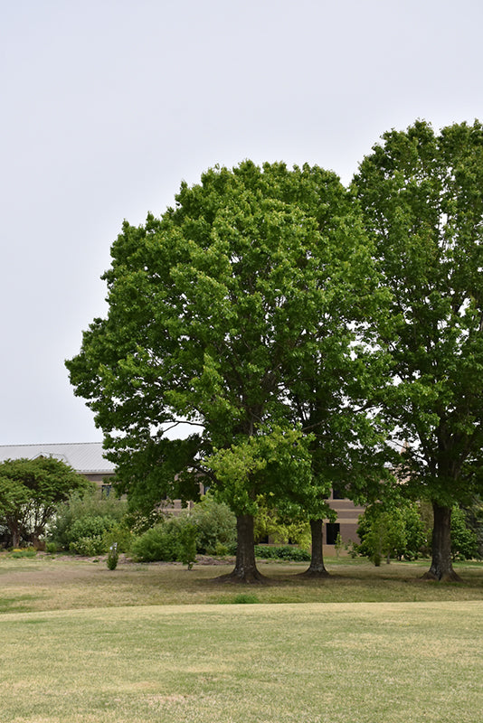 Red-Oak