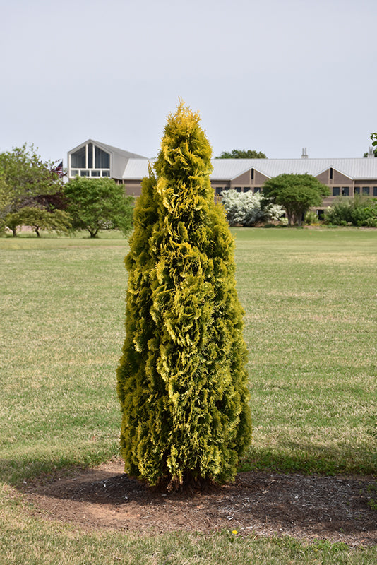 Amber-Gold-Arborvitae