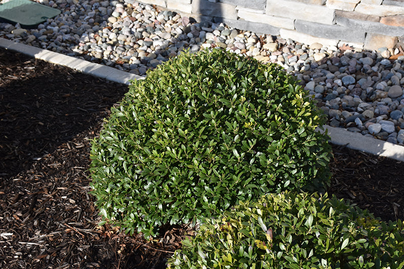 Strongbox®-Inkberry-Holly