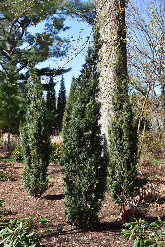 Stonehenge-Skinny®-Yew