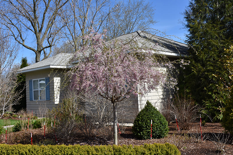 Pink-Snow-Showers-Weeping-Cherry