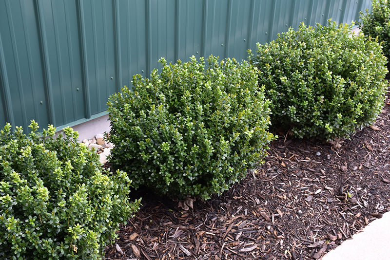 NewGen®-Freedom®-Boxwood