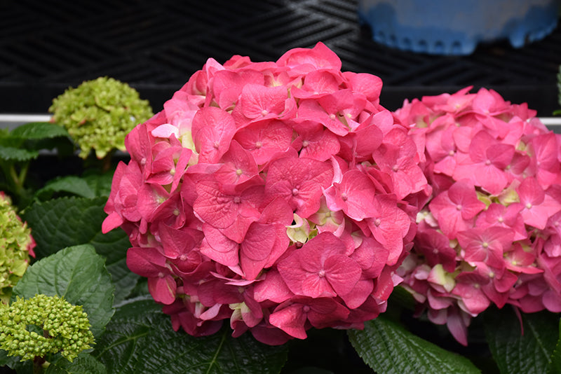 Summer Crush Hydrangea