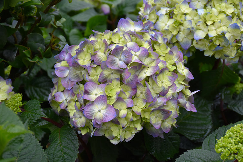 BloomStruck®-Hydrangea