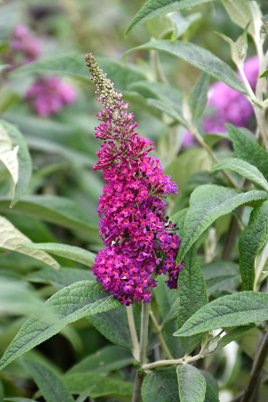 Miss-Ruby-Butterfly-Bush