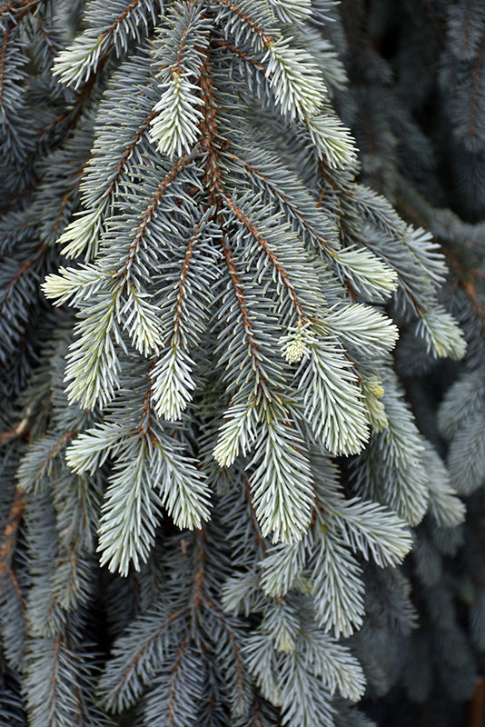 The Blues Colorado Blue Spruce