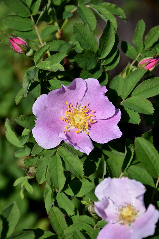 Virginia-Rose