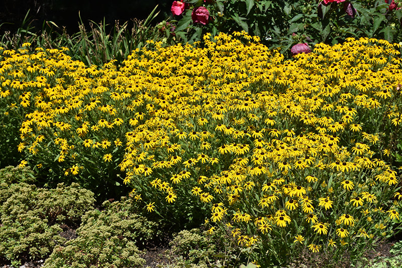 American Gold Rush Coneflower