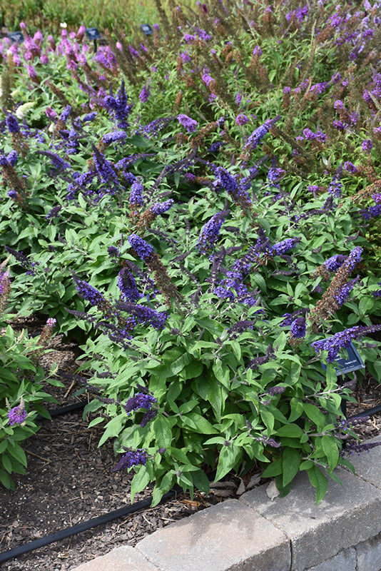 Pugster-Blue®-Butterfly-Bush-|-PW-2