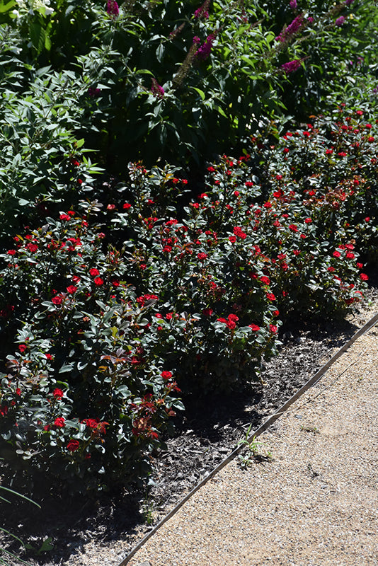 Petite-Knock-Out®-Rose