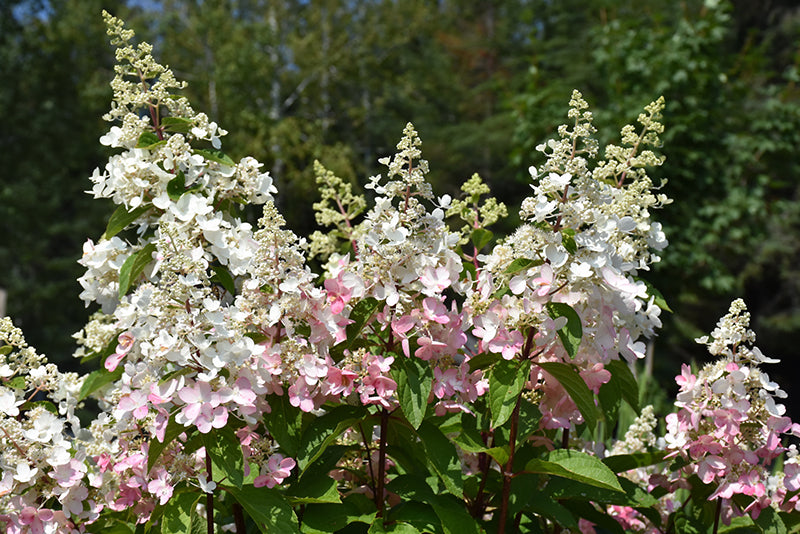 Confetti™-Hydrangea