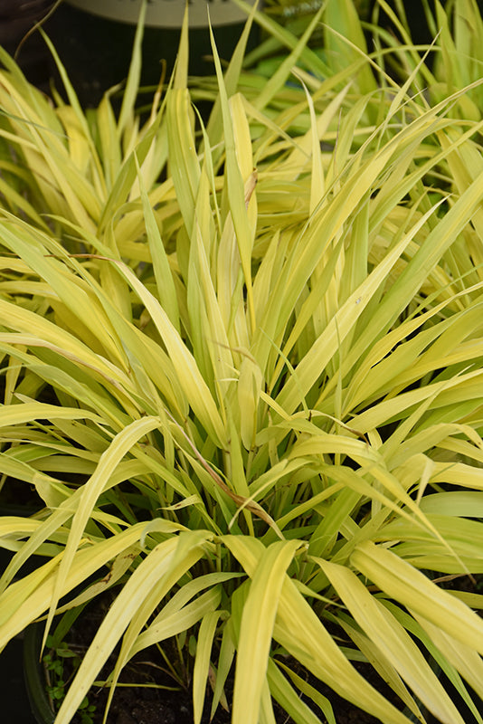 Close-up of a vibrant yellow-green plant with long, thin leaves.