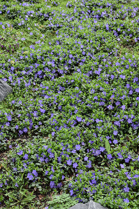 Bowles Periwinkle (#1)