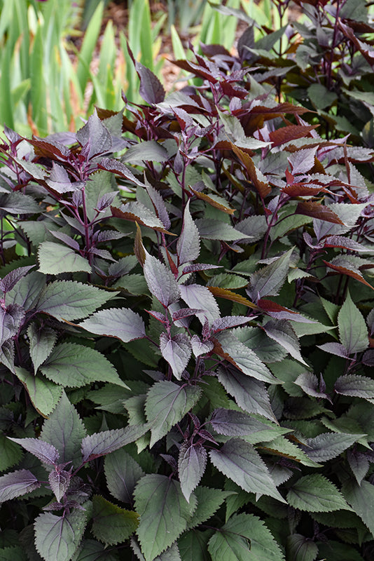 Chocolate Boneset (#1)