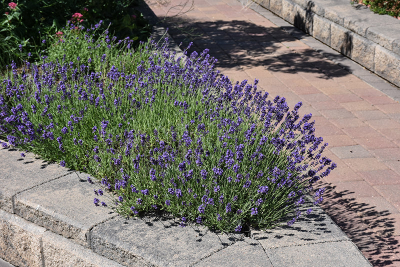 Munstead-Lavender