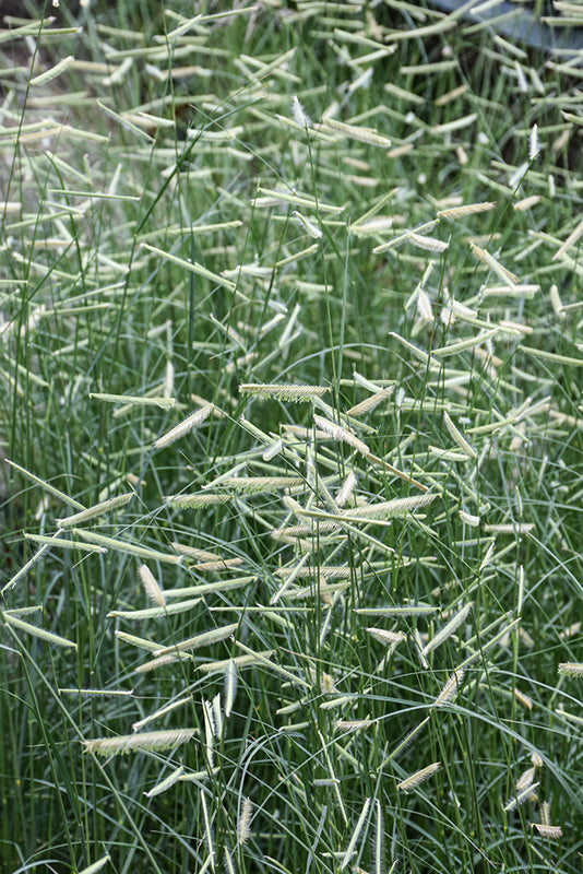 Blonde-Ambition-Blue-Grama-Grass