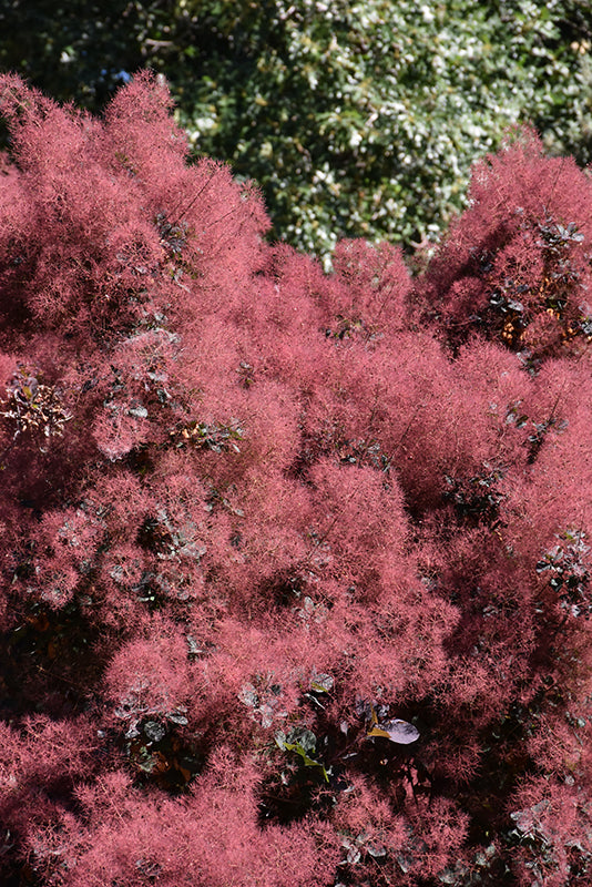Royal-Purple-Smokebush