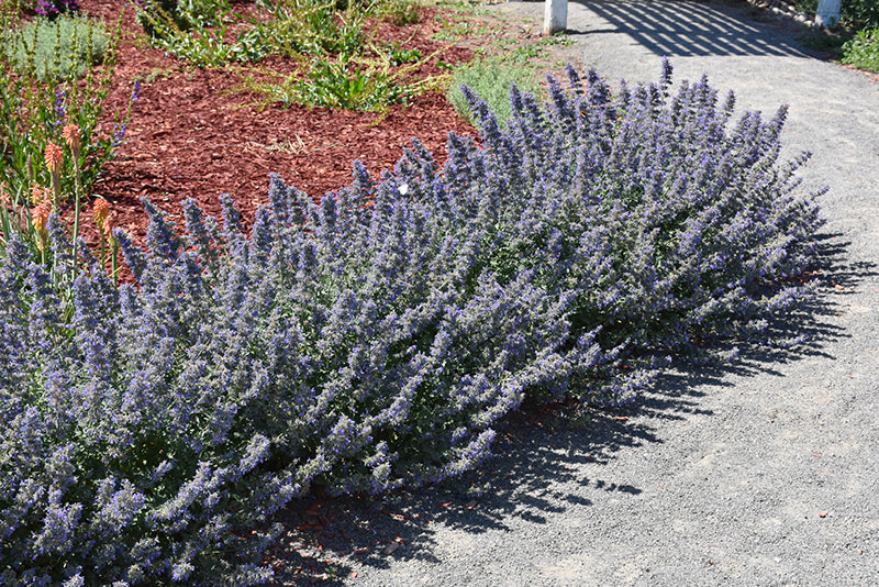 Walker's-Low-Catmint