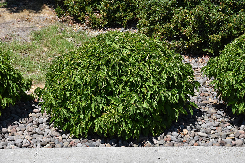 Kelsey-Dogwood