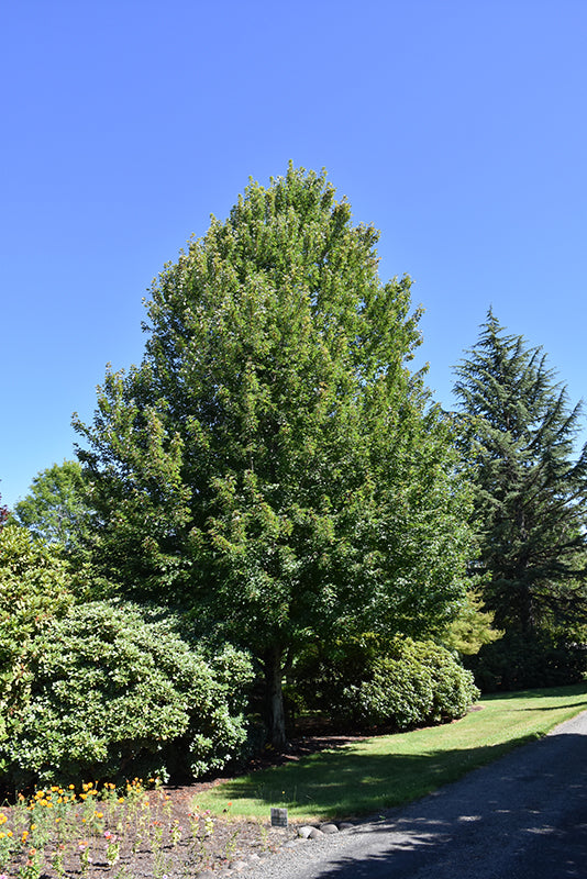 Redpointe®-Red-Maple