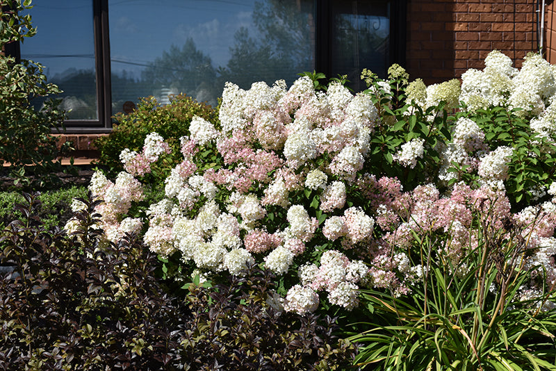 Bobo®-Hydrangea-2