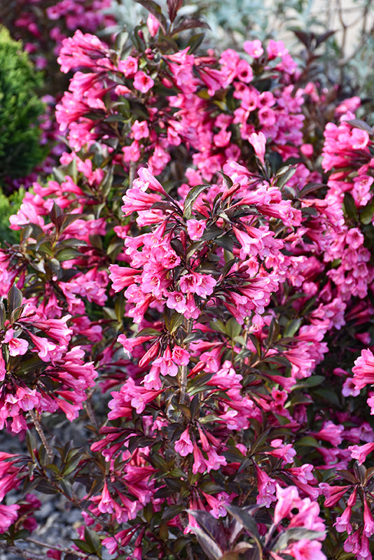 Wine-and-Roses®-Weigela