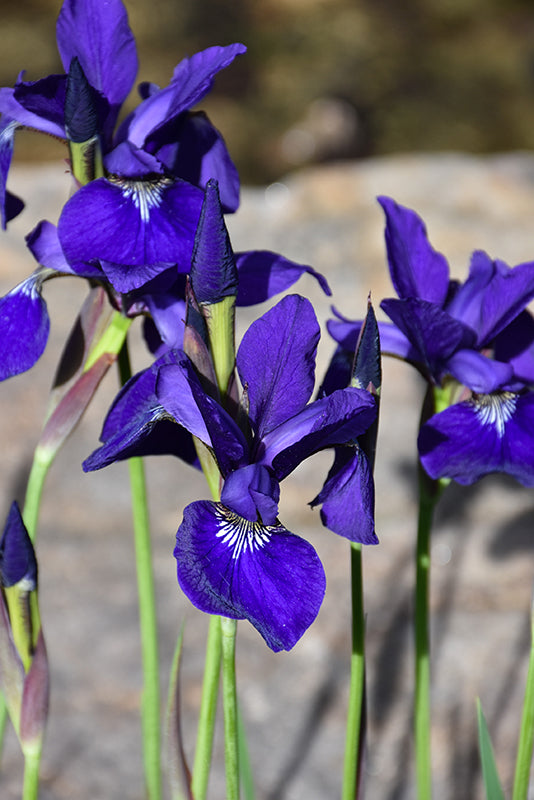 Caesar's-Brother-Siberian-Iris
