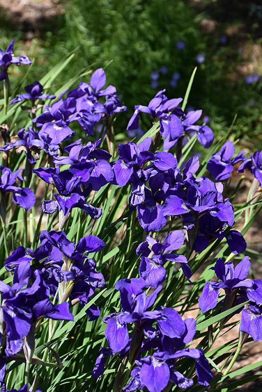Caesar's Brother Siberian Iris (#1)
