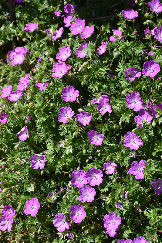 Max Frei Cranesbill