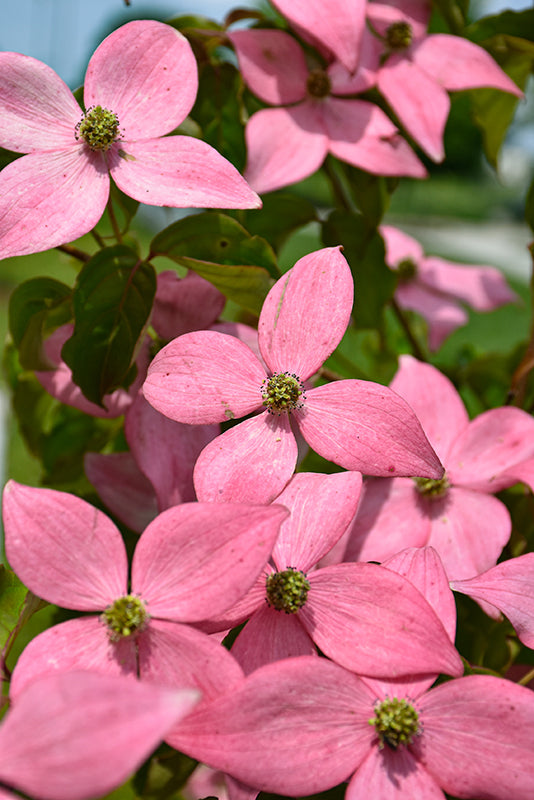 Scarlet-Fire®-Flowering-Dogwood
