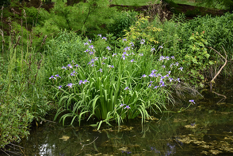 Blue Flag Iris (#1)