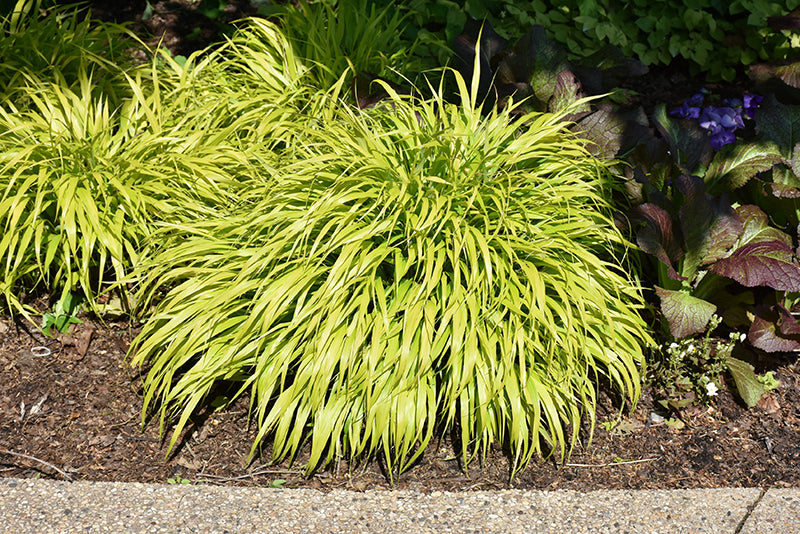 Green ornamental grass plant in a garden setting with other plants.