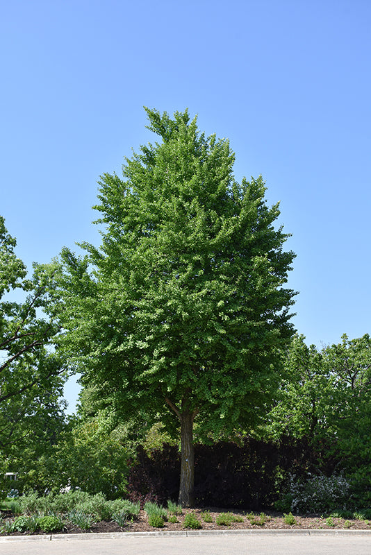 Ginkgo